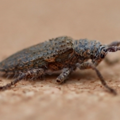 Unidentified Longhorn beetle (Cerambycidae) at Moruya, NSW - 23 Aug 2023 by LisaH
