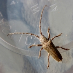 Rhytiphora sp. (genus) at Moruya, NSW - 23 Aug 2023