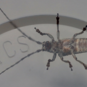 Rhytiphora sp. (genus) at Moruya, NSW - suppressed