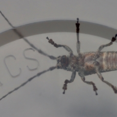 Rhytiphora sp. (genus) at Moruya, NSW - 23 Aug 2023