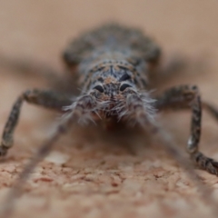 Rhytiphora sp. (genus) at Moruya, NSW - 23 Aug 2023