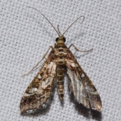 Diasemiopsis ramburialis (A Crambid moth) at Sheldon, QLD - 20 Aug 2021 by PJH123