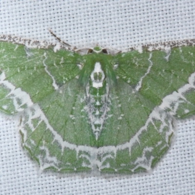 Eucyclodes insperata (Lacy Emerald) at Sheldon, QLD - 20 Aug 2021 by PJH123