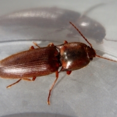 Unidentified Click beetle (Elateridae) by LisaH