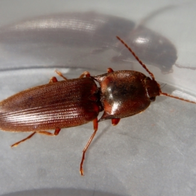 Unidentified Click beetle (Elateridae) at Broulee Moruya Nature Observation Area - 23 Aug 2023 by LisaH