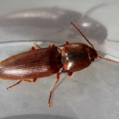 Unidentified Click beetle (Elateridae) at Moruya, NSW - 23 Aug 2023 by LisaH
