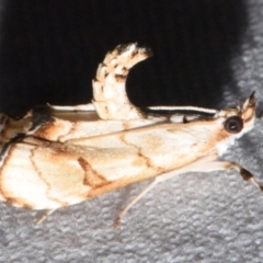 Eudaimonisma batchelorella (Spilomelinae) at Sheldon, QLD - 20 Aug 2021 by PJH123