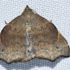Goniocraspedon mistura (A Noctuid moth (Eribidae)) at Sheldon, QLD - 20 Aug 2021 by PJH123