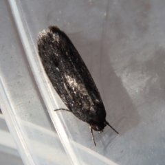 Unidentified Moth (Lepidoptera) at Moruya, NSW - 23 Aug 2023 by LisaH