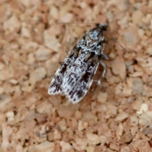 Scoparia chiasta at Moruya, NSW - suppressed
