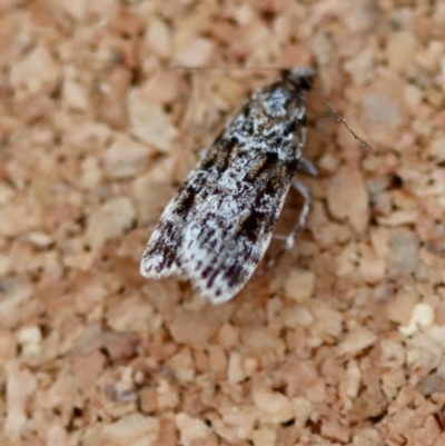 Unidentified Moth (Lepidoptera) at Broulee Moruya Nature Observation Area - 23 Aug 2023 by LisaH