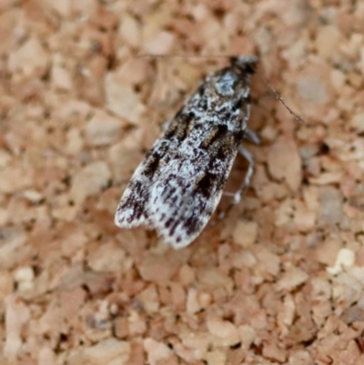 Scoparia chiasta (A Crambid moth) at Moruya, NSW - 23 Aug 2023 by LisaH