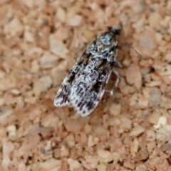 Unidentified Moth (Lepidoptera) at Moruya, NSW - 23 Aug 2023 by LisaH