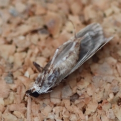 Scoparia chiasta at Moruya, NSW - suppressed