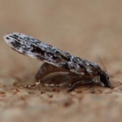 Scoparia chiasta at Moruya, NSW - suppressed
