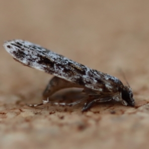 Scoparia chiasta at Moruya, NSW - suppressed
