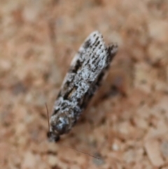 Scoparia chiasta at Moruya, NSW - suppressed