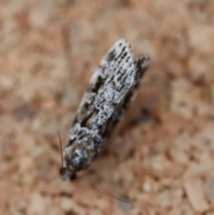 Scoparia chiasta at Moruya, NSW - suppressed