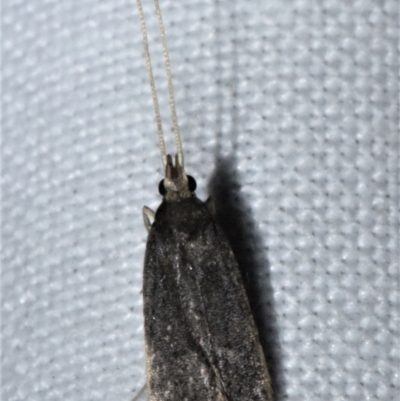 Lecithocera imprudens (Lecithocera imprudens) at Sheldon, QLD - 20 Aug 2021 by PJH123