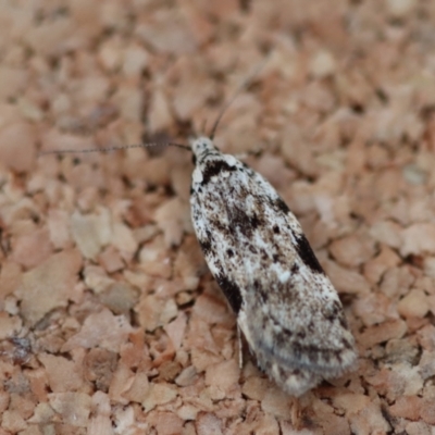 Antiopala ebenospila (A Concealer moth) by LisaH