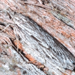 Leistarcha scitissimella (A Timber Moth) at Black Mountain - 23 Aug 2023 by Harrisi