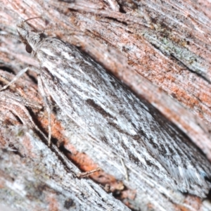 Leistarcha scitissimella at Canberra Central, ACT - 23 Aug 2023