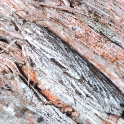 Leistarcha scitissimella (A Timber Moth) at Black Mountain - 23 Aug 2023 by Harrisi