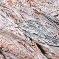 Leistarcha scitissimella at Canberra Central, ACT - 23 Aug 2023 12:35 PM