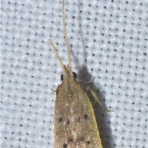 Lecithocera imprudens at Sheldon, QLD - suppressed
