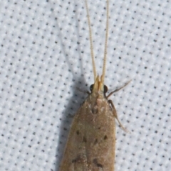 Lecithocera imprudens at Sheldon, QLD - suppressed