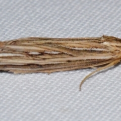 Meyrickella ruptellus (Meyrickella ruptellus) at Sheldon, QLD - 20 Aug 2021 by PJH123