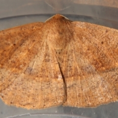 Unidentified Geometer moth (Geometridae) at Moruya, NSW - 23 Aug 2023 by LisaH