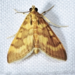 Omiodes diemenalis (Bean Leafroller) at Sheldon, QLD - 20 Aug 2021 by PJH123