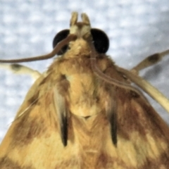 Omiodes diemenalis at Sheldon, QLD - suppressed