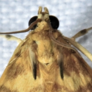 Omiodes diemenalis at Sheldon, QLD - suppressed