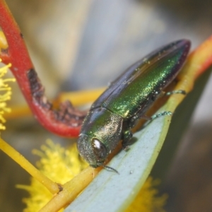 Melobasis obscurella at Canberra Central, ACT - 23 Aug 2023