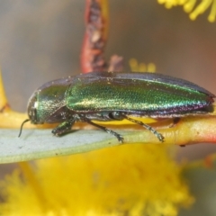 Melobasis obscurella at Canberra Central, ACT - 23 Aug 2023