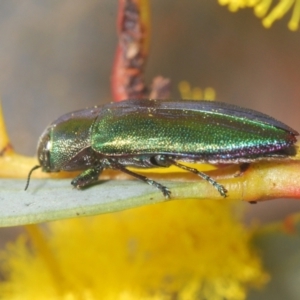 Melobasis obscurella at Canberra Central, ACT - 23 Aug 2023