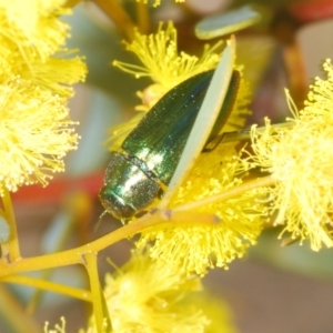 Melobasis obscurella at Canberra Central, ACT - 23 Aug 2023