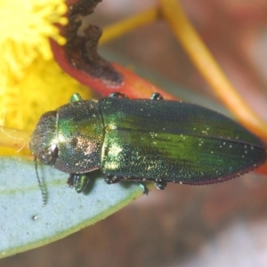 Melobasis obscurella at Canberra Central, ACT - 23 Aug 2023