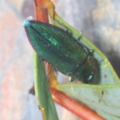 Melobasis obscurella at Canberra Central, ACT - 23 Aug 2023