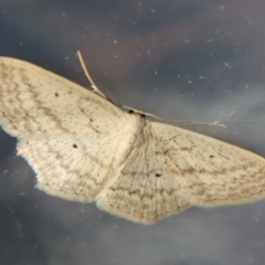 Scopula perlata (Cream Wave) at Moruya, NSW - 23 Aug 2023 by LisaH