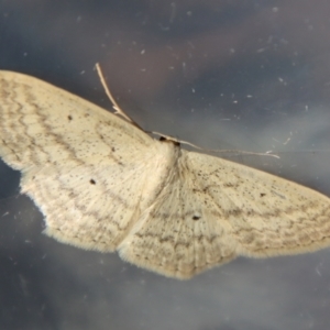 Scopula perlata at Moruya, NSW - 23 Aug 2023