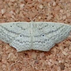 Scopula perlata at Moruya, NSW - suppressed