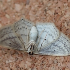 Scopula perlata at Moruya, NSW - 23 Aug 2023