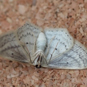 Scopula perlata at Moruya, NSW - suppressed