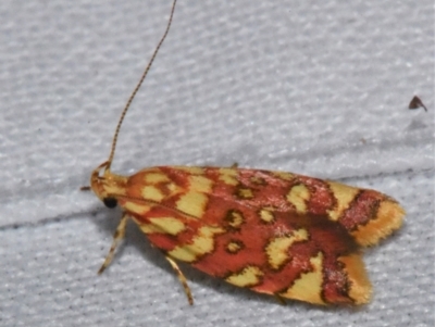 Tisobarica pyrrhella (A Concealer moth) at Sheldon, QLD - 20 Aug 2021 by PJH123