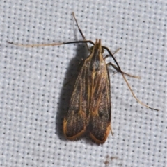 Sarisophora leptoglypta (A Gelechioid moth (Lecithoceridae)) at Sheldon, QLD - 20 Aug 2021 by PJH123