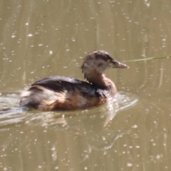 Tachybaptus novaehollandiae at Gordon, ACT - 23 Aug 2023