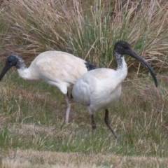 Threskiornis molucca (Australian White Ibis) at Gordon, ACT - 23 Aug 2023 by RodDeb